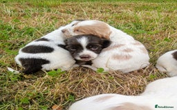 Sprocker dogs for sale: Beautiful f2 sprockers - Image 12