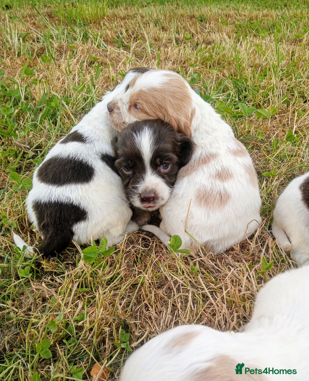Sprocker dogs for sale: Beautiful f2 sprockers - Image 12