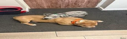 Great Dane dogs for sale: Male great dane  - Advert 9