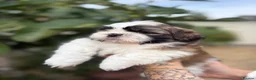 Shih Tzu dogs for sale: 5 purebred adorable fluffy shihtzu’s ready to view - Advert 7