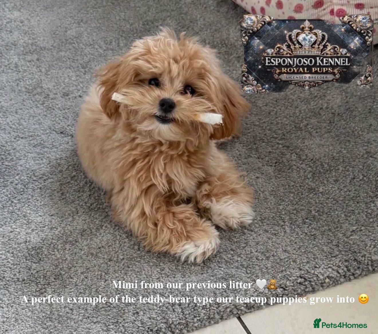 Maltipoo dogs 👑 ESPONJOSO Asian Maltipoo 4⭐ Council Licensed 👑 - Advert 1