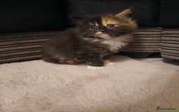 Maine Coon cats for sale: Mainecoon kittens  - Image 8