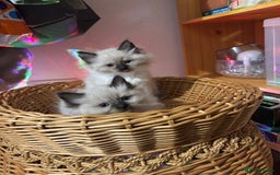 Ragdoll cats for sale: Pure Fluffy Ragdoll kittens - Image 1