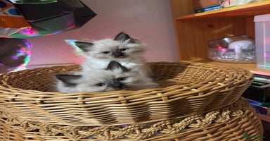 Ragdoll cats - Advert 14