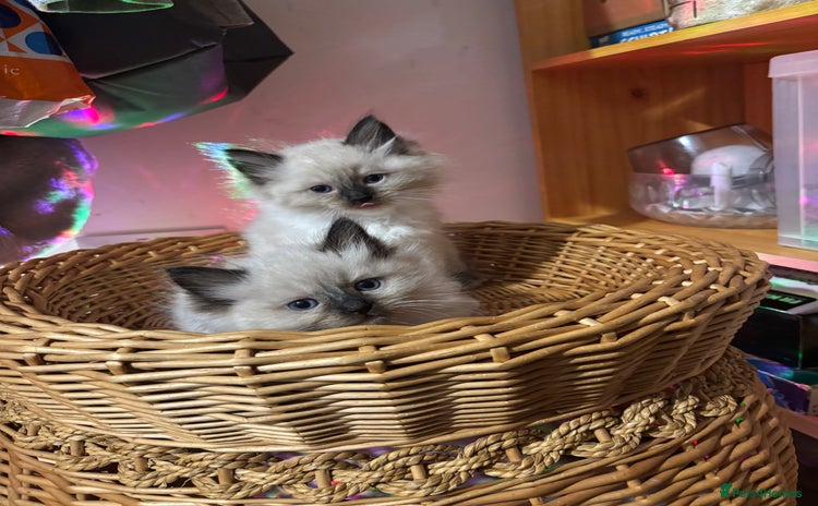 Ragdoll cats - Advert 11