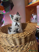 Ragdoll cats - Advert 16