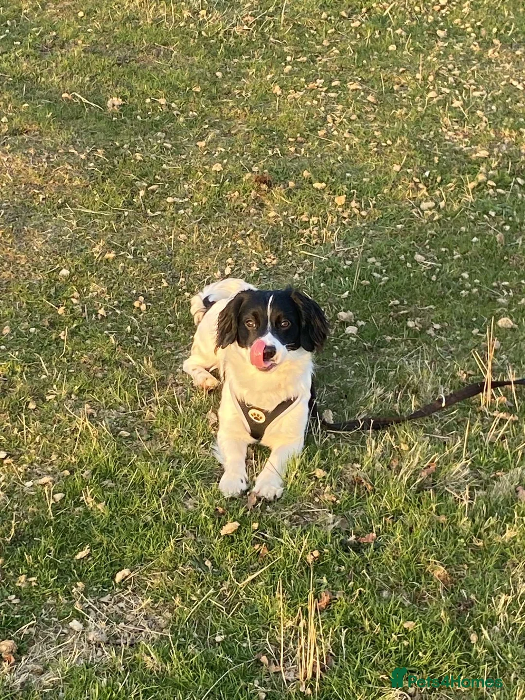 Cocker Spaniel dogs for sale: Rocky  - Advert 5