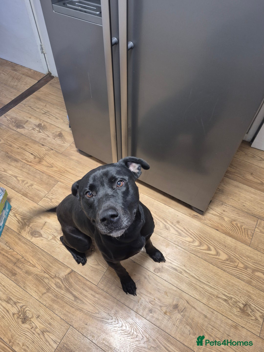 Mixed Breed dogs for sale: Max - 2 ½ years old - Image 3