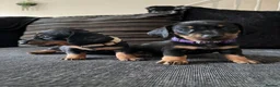 Dachshund dogs for sale: Dachshund puppies ready to go - Advert 21