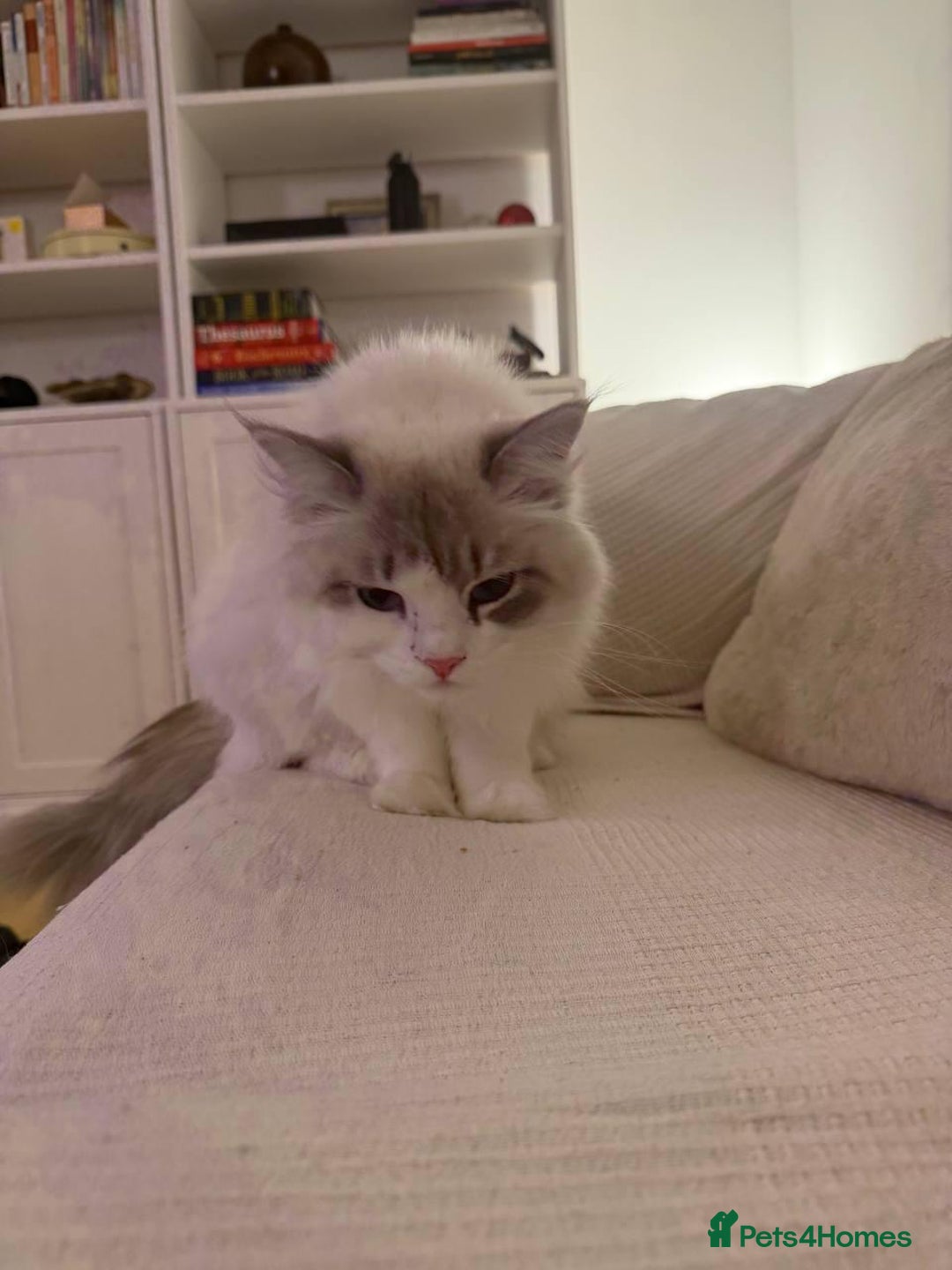 Siberian cats for sale: Rare Siberian Cats Available😻💯 - Advert 18