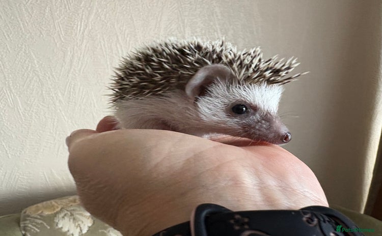 Pygmy Hedgehog rodents - Advert 1