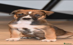 Mixed Breed dogs for sale: Bullherders top working lines  - Advert 13