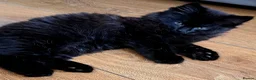 Russian Blue cats for sale: Stunning Russian Blue Cross Available 🐾 - Advert 2