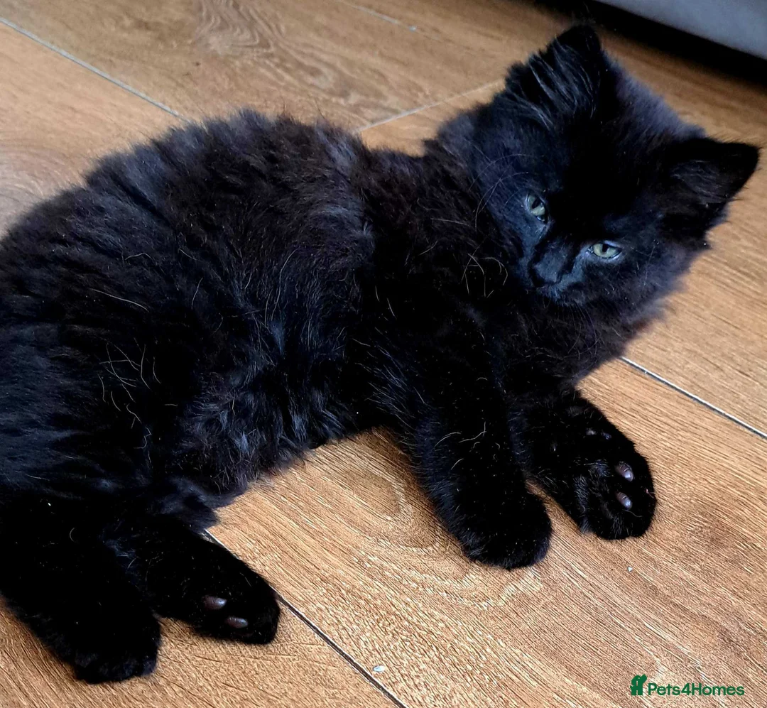 Russian Blue cats for sale: Stunning Russian Blue Cross Available 🐾 - Advert 2