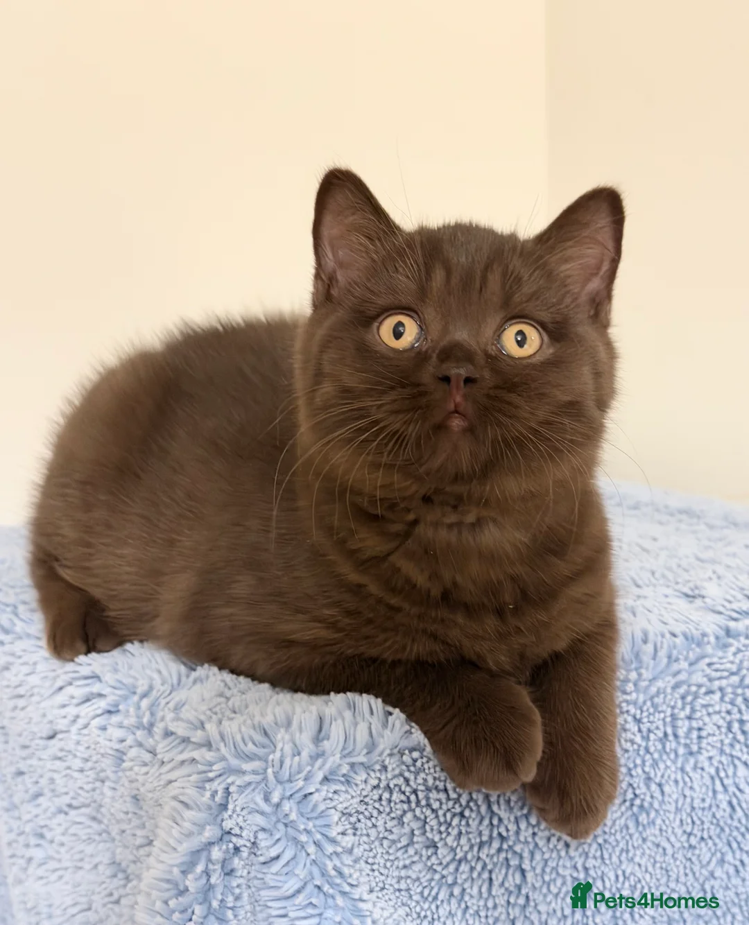 British Shorthair cats for sale: BSH chocolate boys TICA registration  - Advert 21