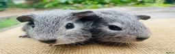Guinea Pig rodents for sale: Guinea pigs for loving new homes - Advert 12