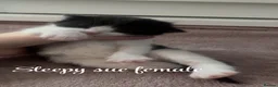 Mixed Breed cats for sale: 2 STUNNING FEMALE TUXEDO KITTENS - Advert 8