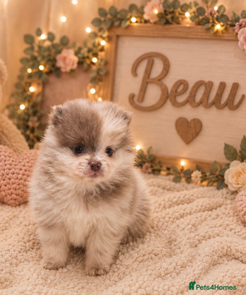 Pomeranian dogs Lilac Merle Babies - Petite, Quality, Teddy Pups - Advert 2