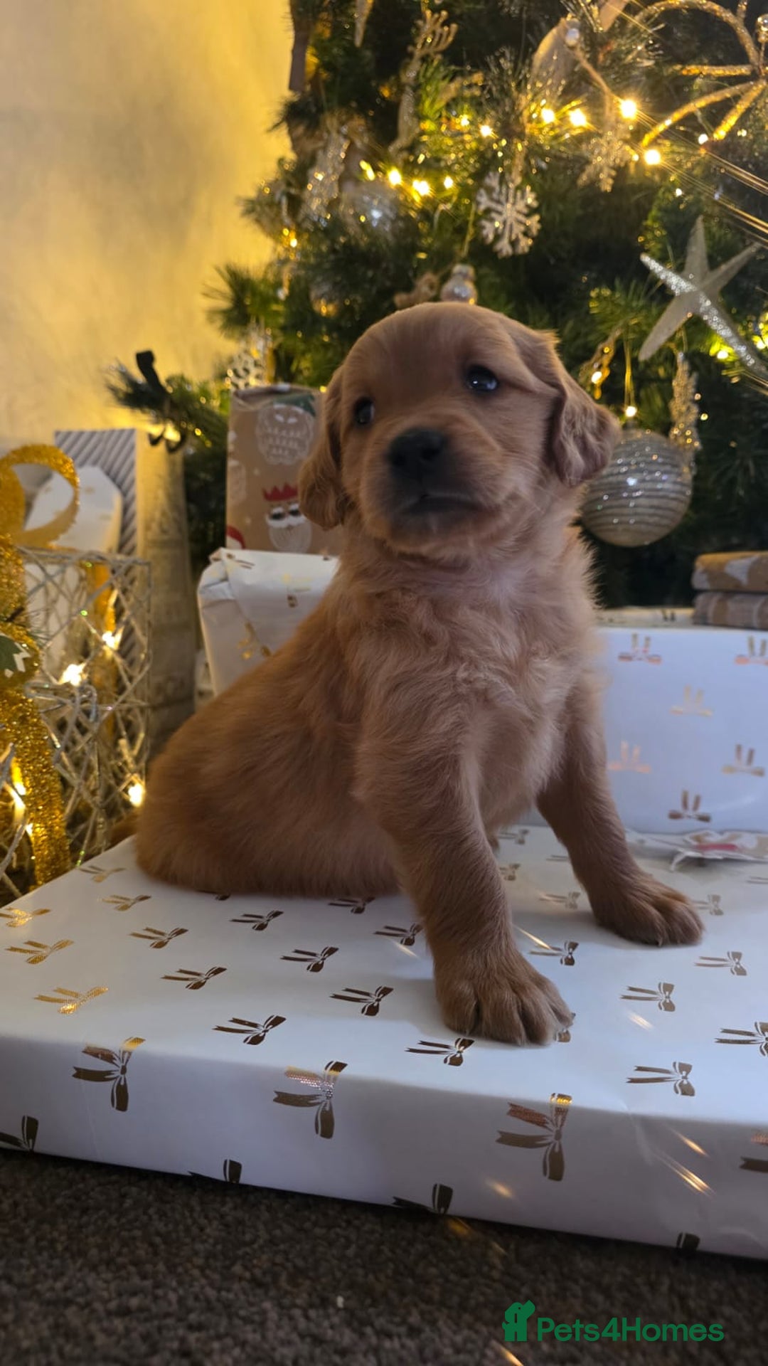Golden Retriever dogs for sale: Dark Working Golden Retriever puppies - Advert 7