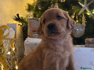 Golden Retriever dogs Dark Working Golden Retriever puppies - Advert 6