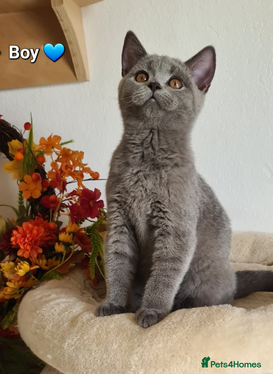 British Shorthair cats for sale: GCCF Lilac,Blue,Bicolor BSH kittens  - Image 5