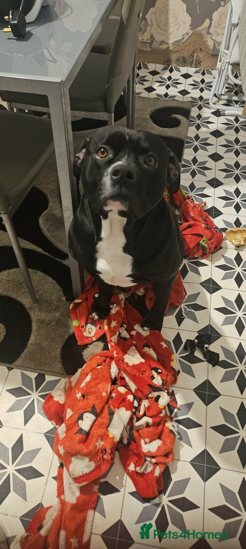 Mixed Breed dogs Male alphaha bulldog staffy mixed  - Advert 1