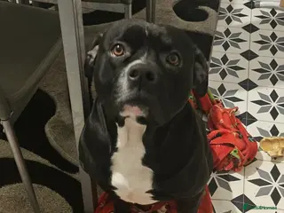 Mixed Breed dogs Male alphaha bulldog staffy mixed - Advert 1