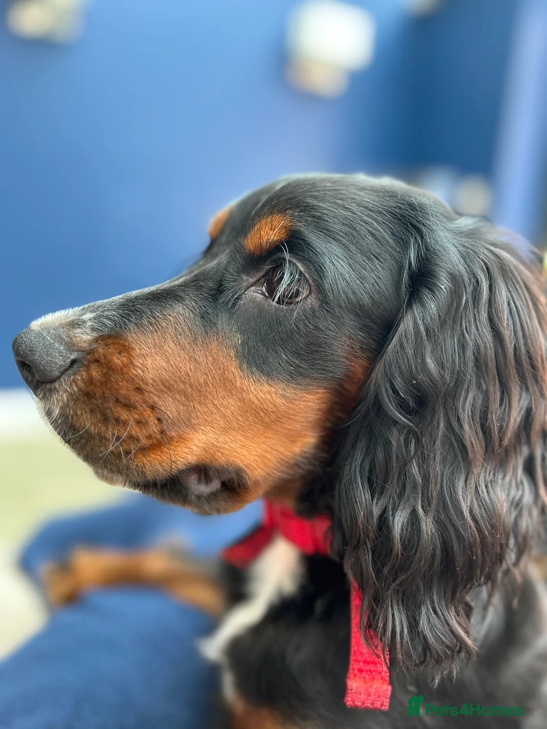 Cocker Spaniel dogs for stud: Black, white and tan Cocker Spaniel for stud - Advert 2