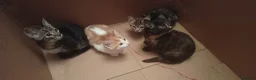 Mixed Breed cats for sale: Kittens  in Ivybridge - Advert 3
