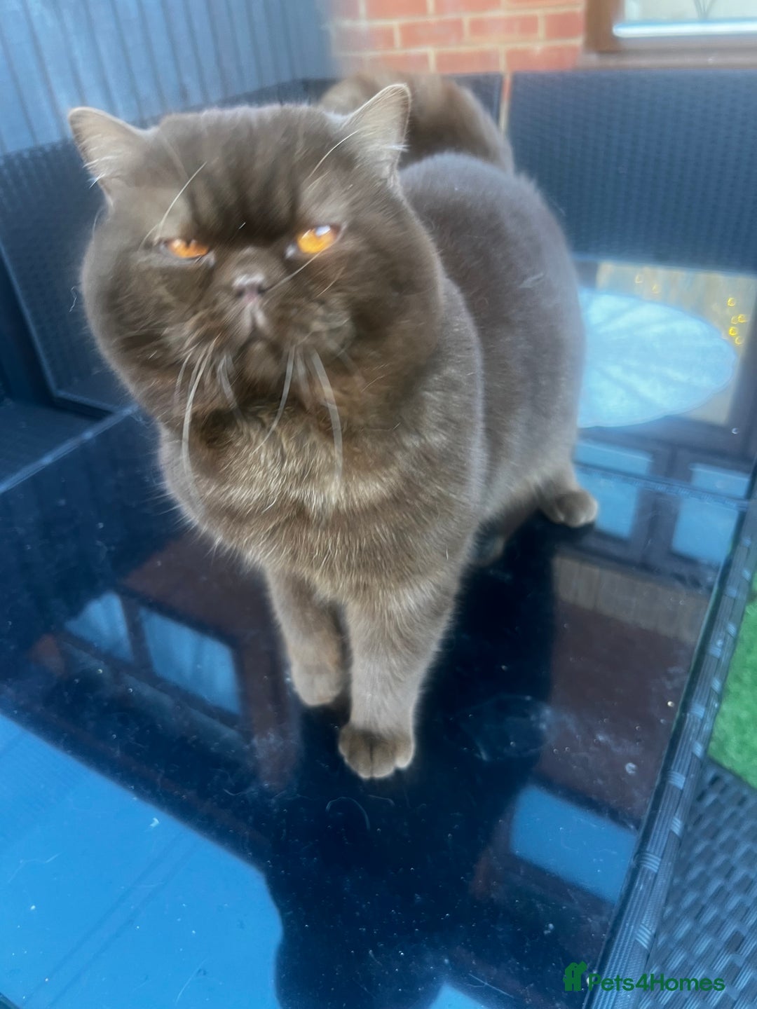 British Shorthair cats for sale:  Chocolate British Shorthair Made- GCCF Active - Advert 2