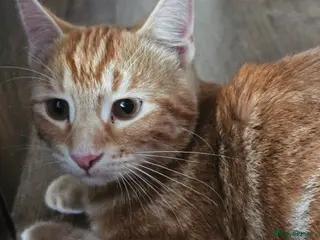 British Shorthair cats Stunning half Main Coon kitten for lower price - Advert 6