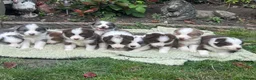 Border Collie dogs for sale: Gorgeous KC Registered Health Tested Border Collie - Advert 15