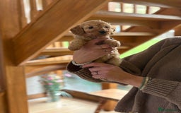 Cockapoo dogs for sale: Teddy bear cute Tiny Cockapoos  - Advert 11