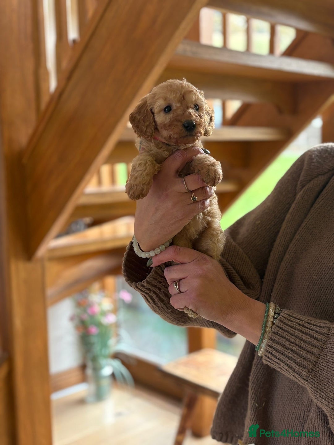 Cockapoo dogs for sale: Teddy bear cute Tiny Cockapoos  - Advert 11