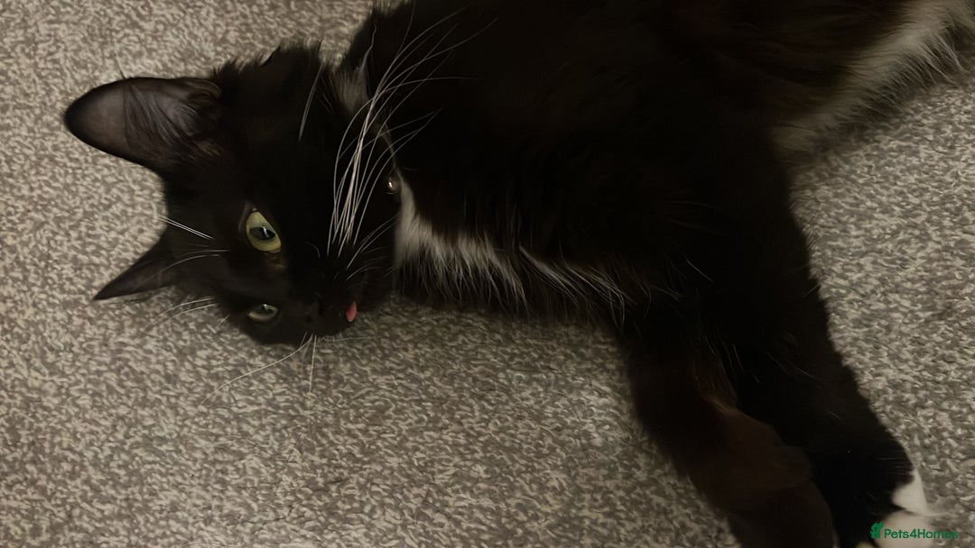 Mixed Breed cats for sale: Tuxedo cat  - Image 2