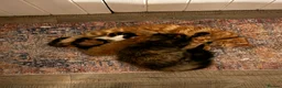 Mixed Breed cats for sale: Two well socialised kittens  - Advert 2