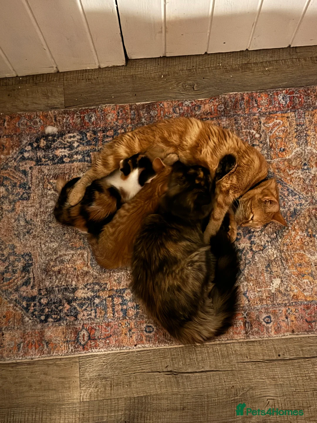 Mixed Breed cats for sale: Two well socialised kittens  - Advert 2