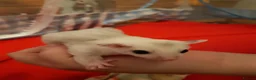 Sugar Glider rodents for sale: Sugar gliders in Salford - Advert 26