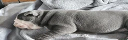 English Bulldog dogs for sale: Beautiful English Bulldog Puppies in Stoke-on-Trent - Advert 9