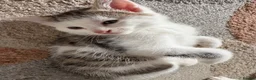 Domestic Shorthair cats for sale: 6 beautiful playful kittens - Advert 6