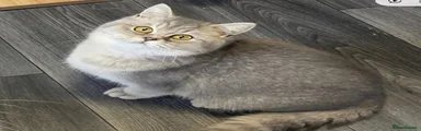 British Shorthair 1