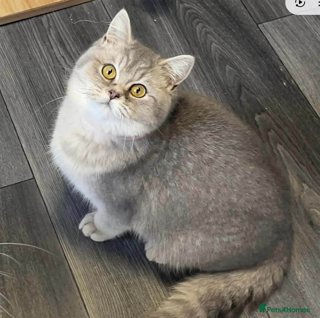 British Shorthair cats for sale: Silver tip cuddly girl - Advert 2