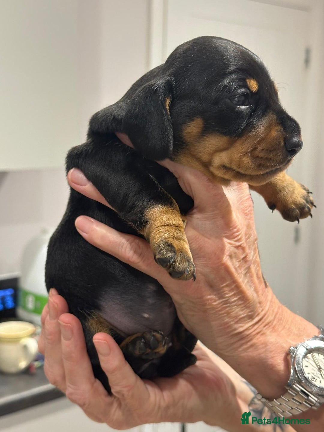 Miniature Dachshund dogs for sale: Miniature Kc registered dachshunds PRA clear  - Advert 7