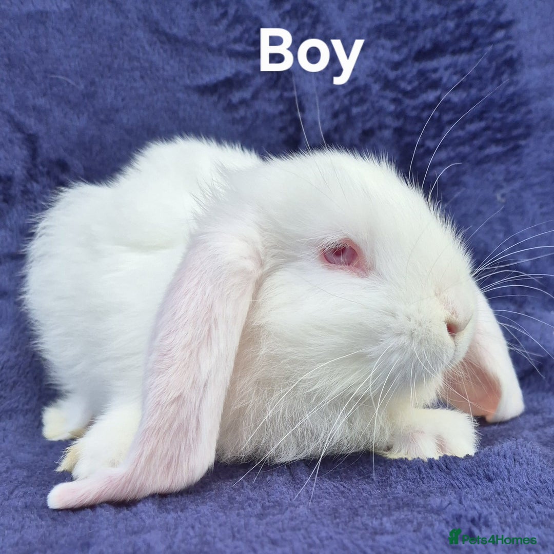 French Lop rabbits for sale: Friendly french lops - Image 8