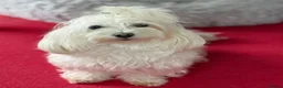 Maltese dogs for sale: KC registered Maltese boy  - Advert 4