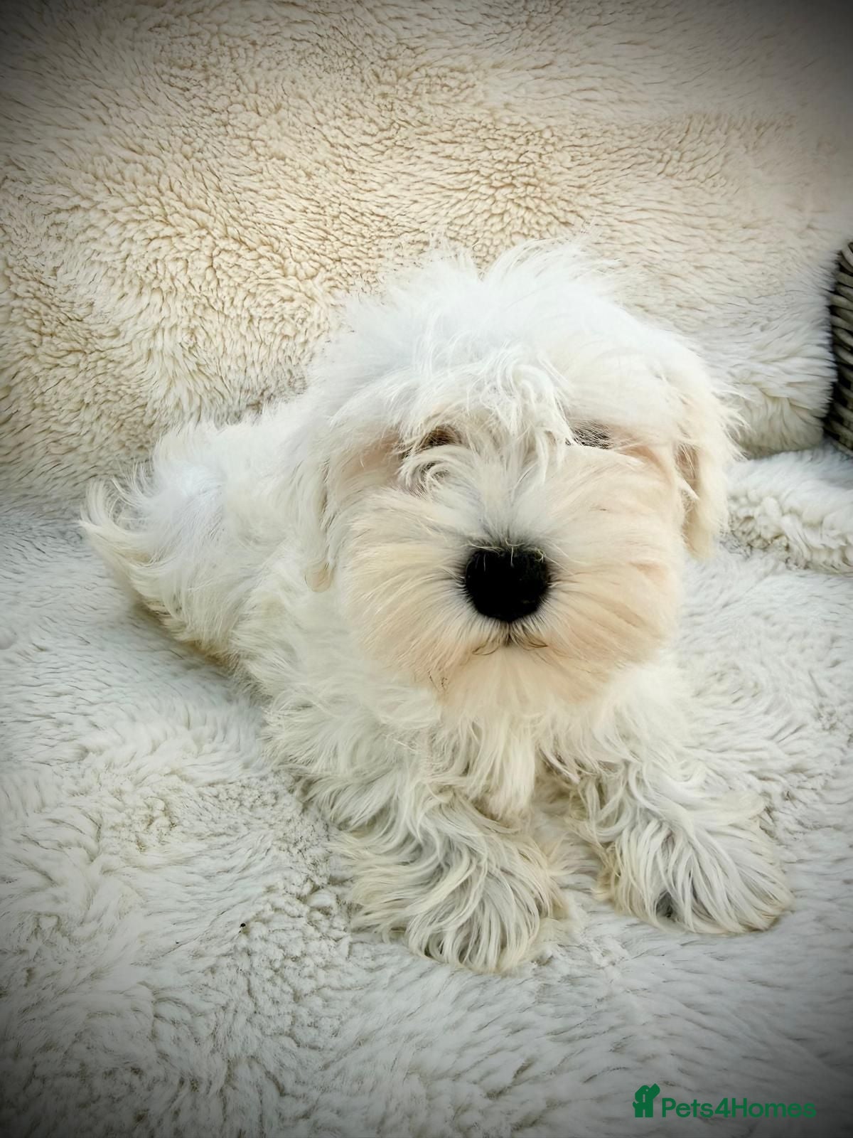 Miniature Schnauzer dogs Kc registered mini schnauzer - Advert 1