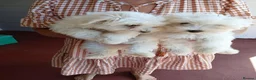 Maltese dogs for sale: Two Gorgeous White Maltese Puppies For Sale. in Manchester - Advert 2