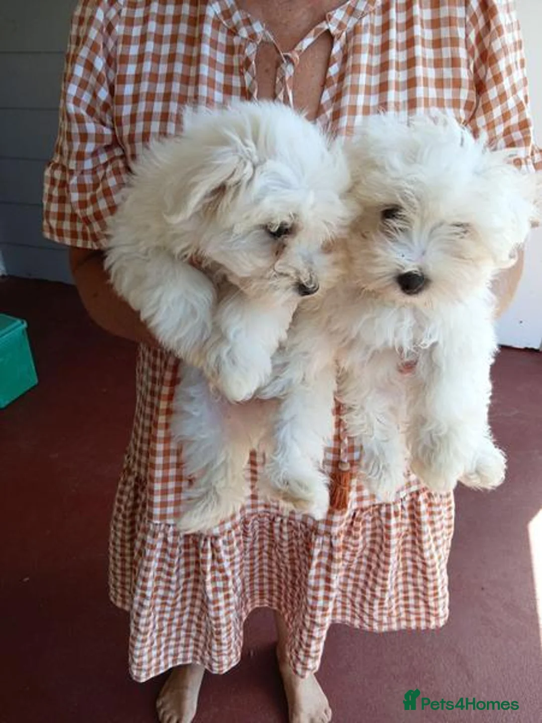 Maltese dogs for sale: Two Gorgeous White Maltese Puppies For Sale. in Manchester - Advert 2
