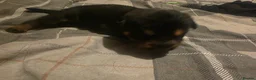 Mixed Breed dogs for sale: rottweiler and German Shepherd puppies - Advert 27