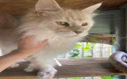 Maine Coon cats for sale: 5 tica registered mainecoon kittens  - Image 16
